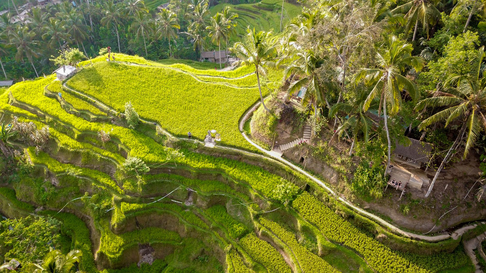 Sawah Terasering Tegalalang Ubud